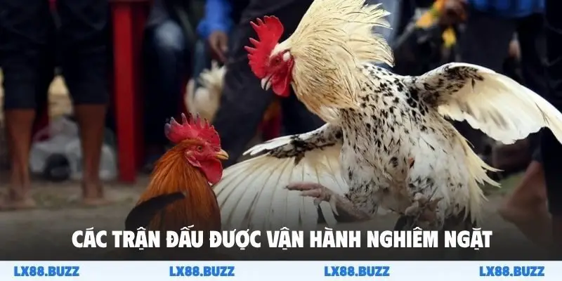 Các trận đấu được vận hành nghiêm ngặt và công bằng
