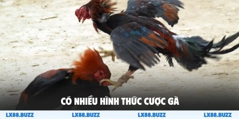Có nhiều hình thức cược gà