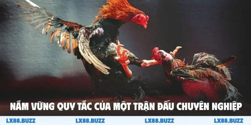 Nắm vững quy tắc của một trận đấu chuyên nghiệp